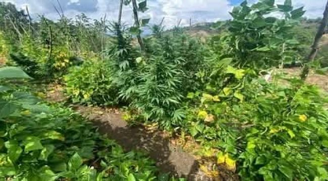 Fasulye bahçesine hint keneviri ekmişler