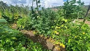 Fasulye bahçesine hint keneviri ekmişler